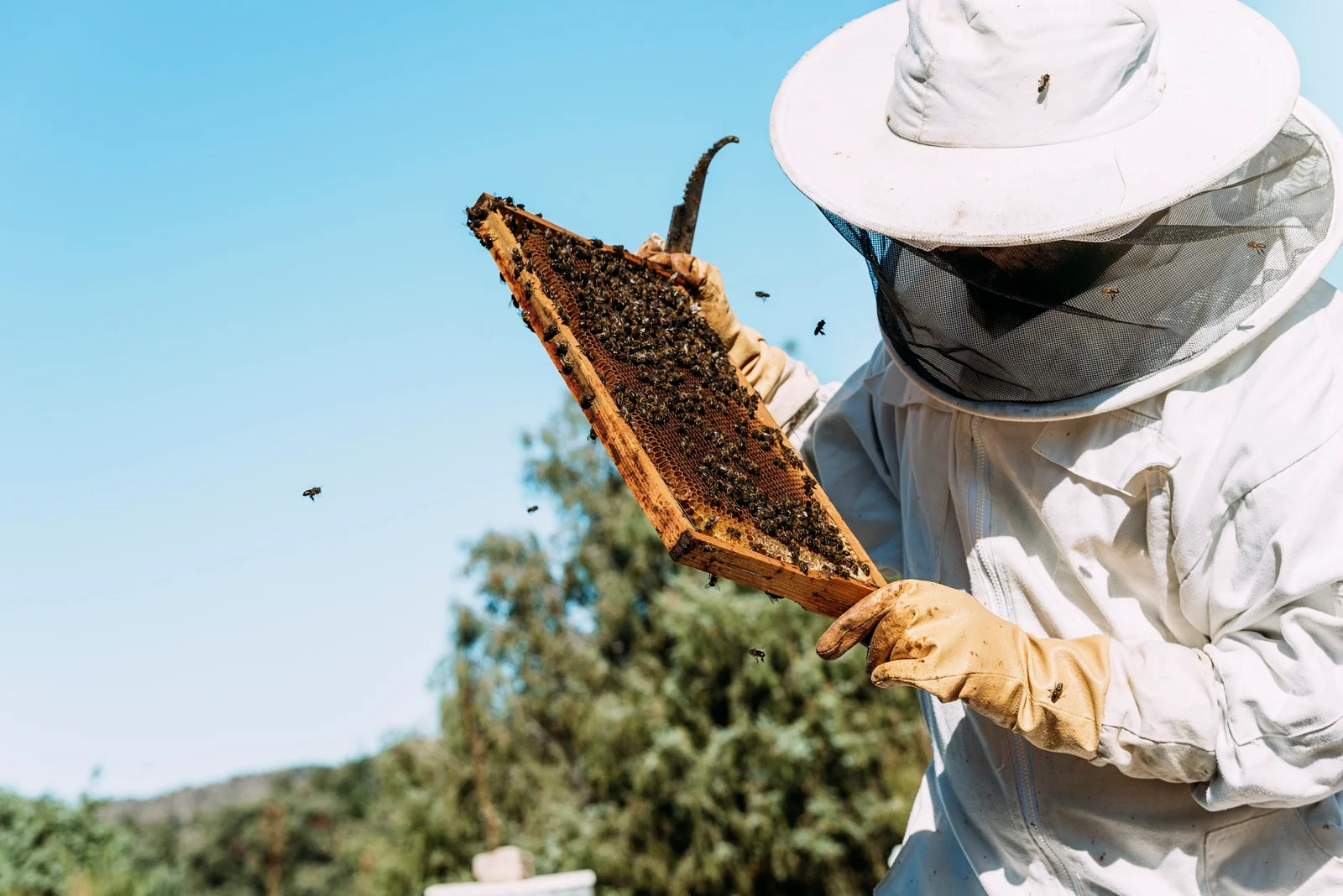 Beekeeper inspecting a honey frame at a Spoiled Brat Bees apiary in Brownwood, Texas